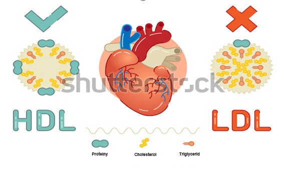 Dobrý a zlý cholesterol rozdiel